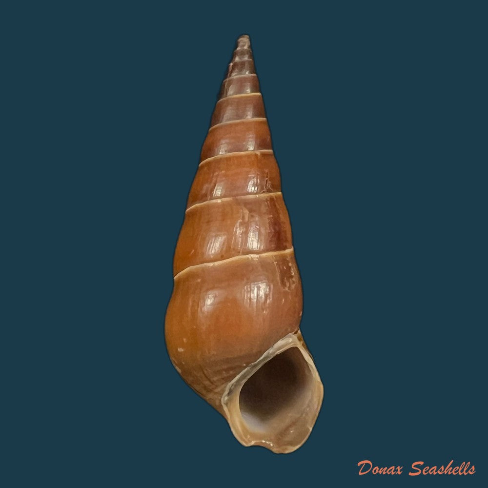 pirena-bicarinata-grateloup-1840-49-3mm-copia
