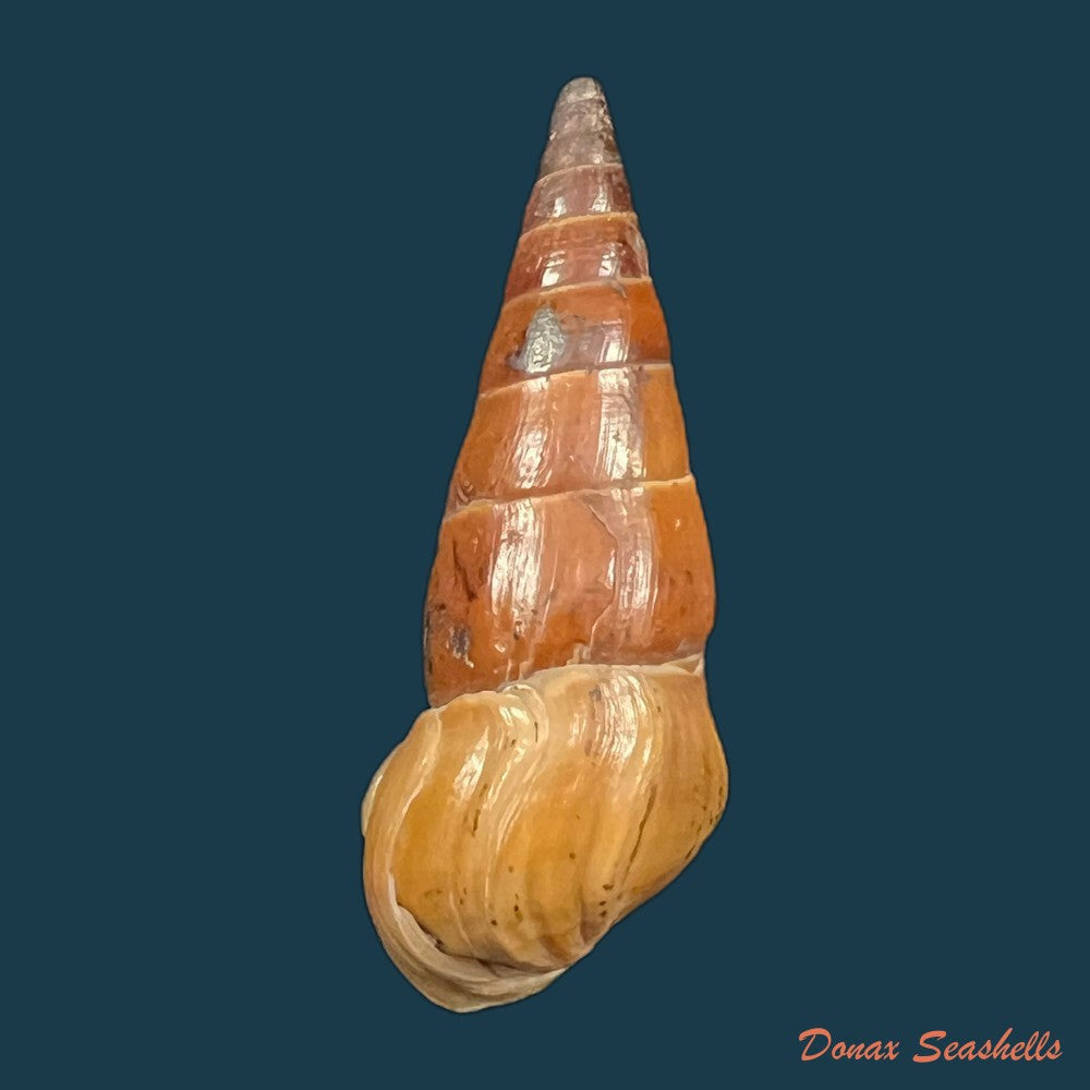 pirena-bicarinata-grateloup-1840-54-1mm-copia