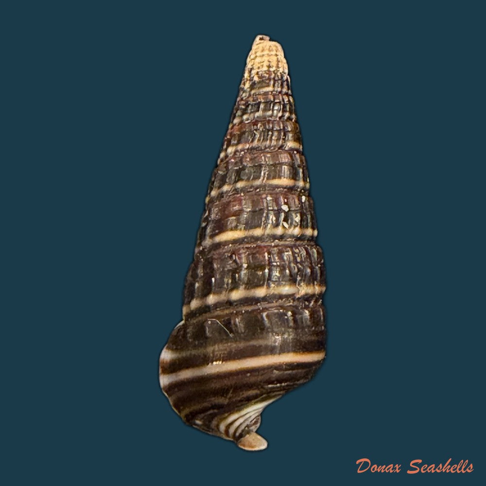 pirenella-cingulata-gmelin-1791-24-4mm-copia