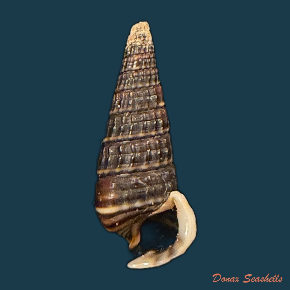 pirenella-cingulata-gmelin-1791-24-4mm-copia