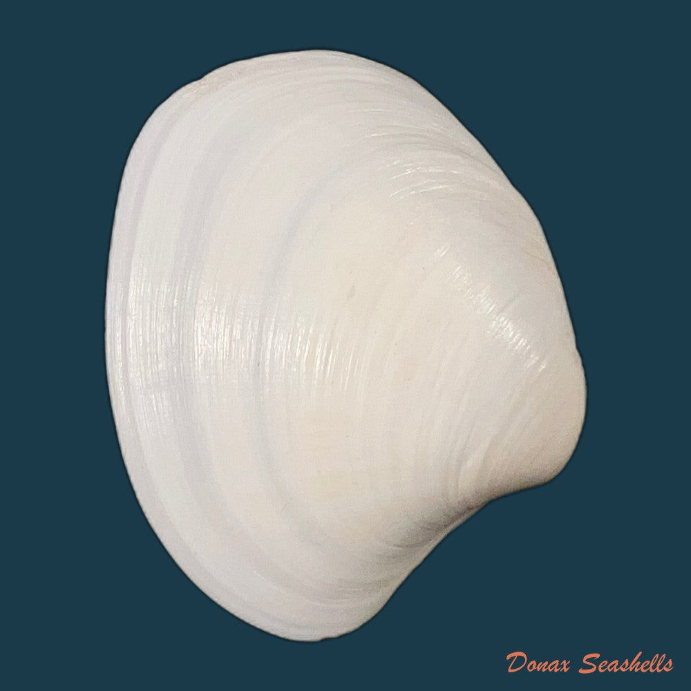 pitar-fulminatus-menke-1828-40-2mm-copia