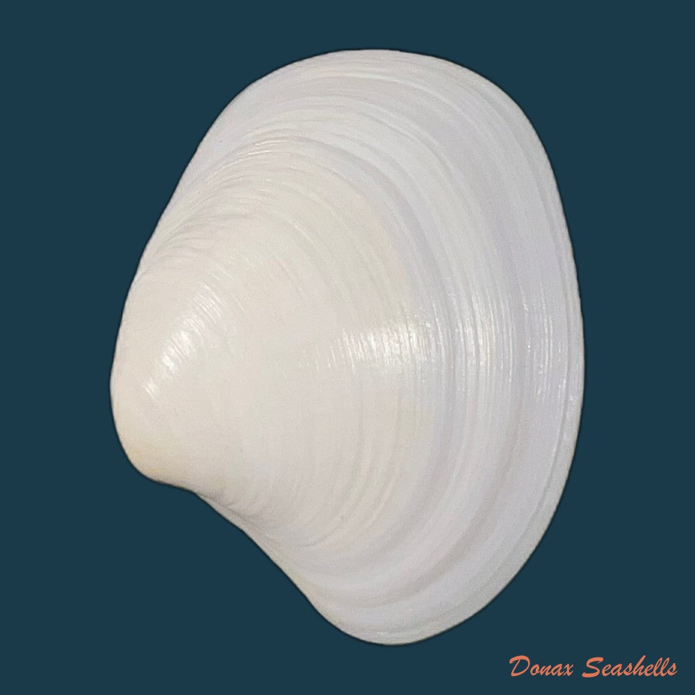 pitar-fulminatus-menke-1828-40-2mm-copia