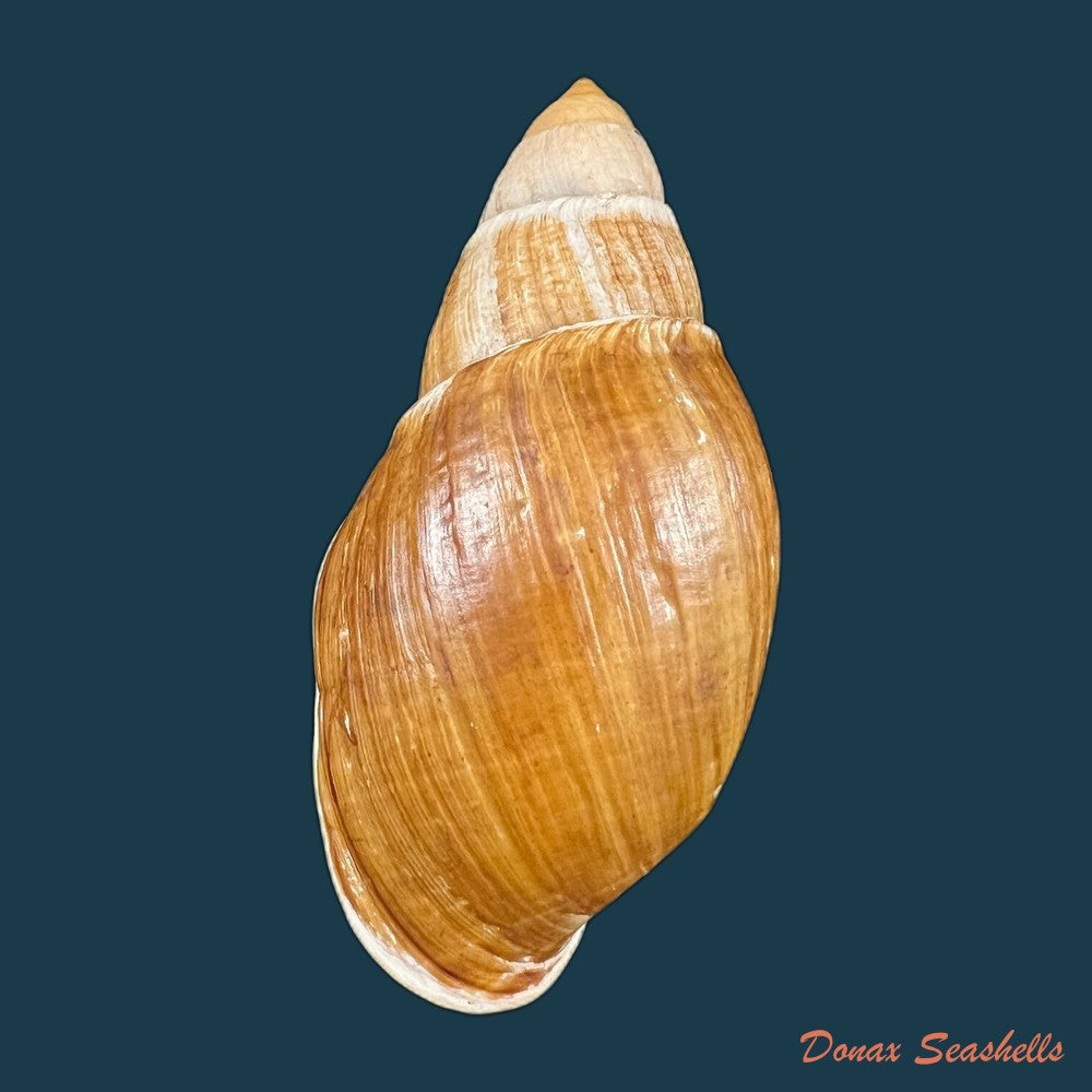 placostylus-fibratus-martyn-1784-106mm-copia