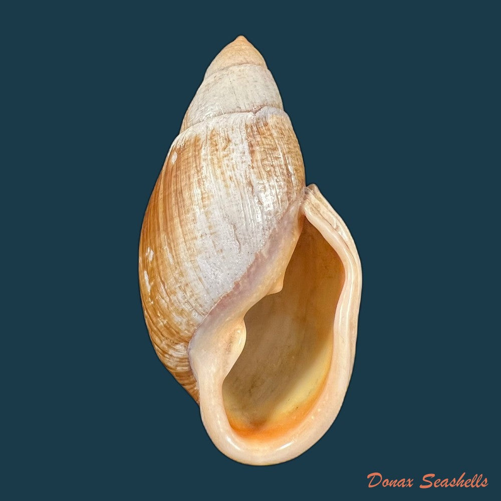 placostylus-fibratus-martyn-1784-106mm-copia