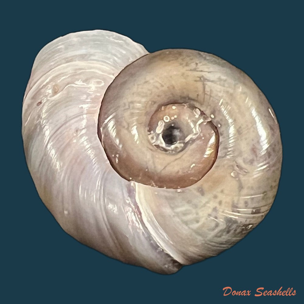planorbarius-corneus-linnaeus-1758-35-1mm-copia