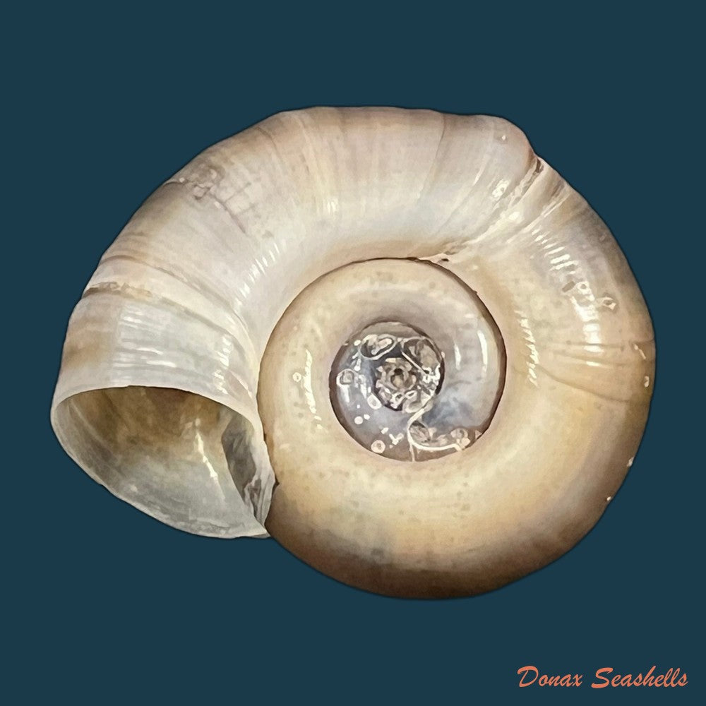 planorbarius-corneus-linnaeus-1758-35-1mm-copia