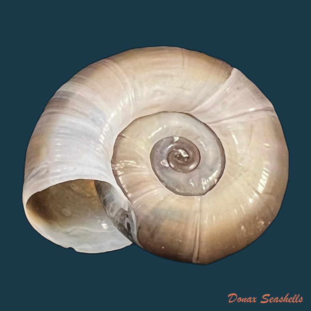planorbarius-corneus-linnaeus-1758-36-8mm-copia