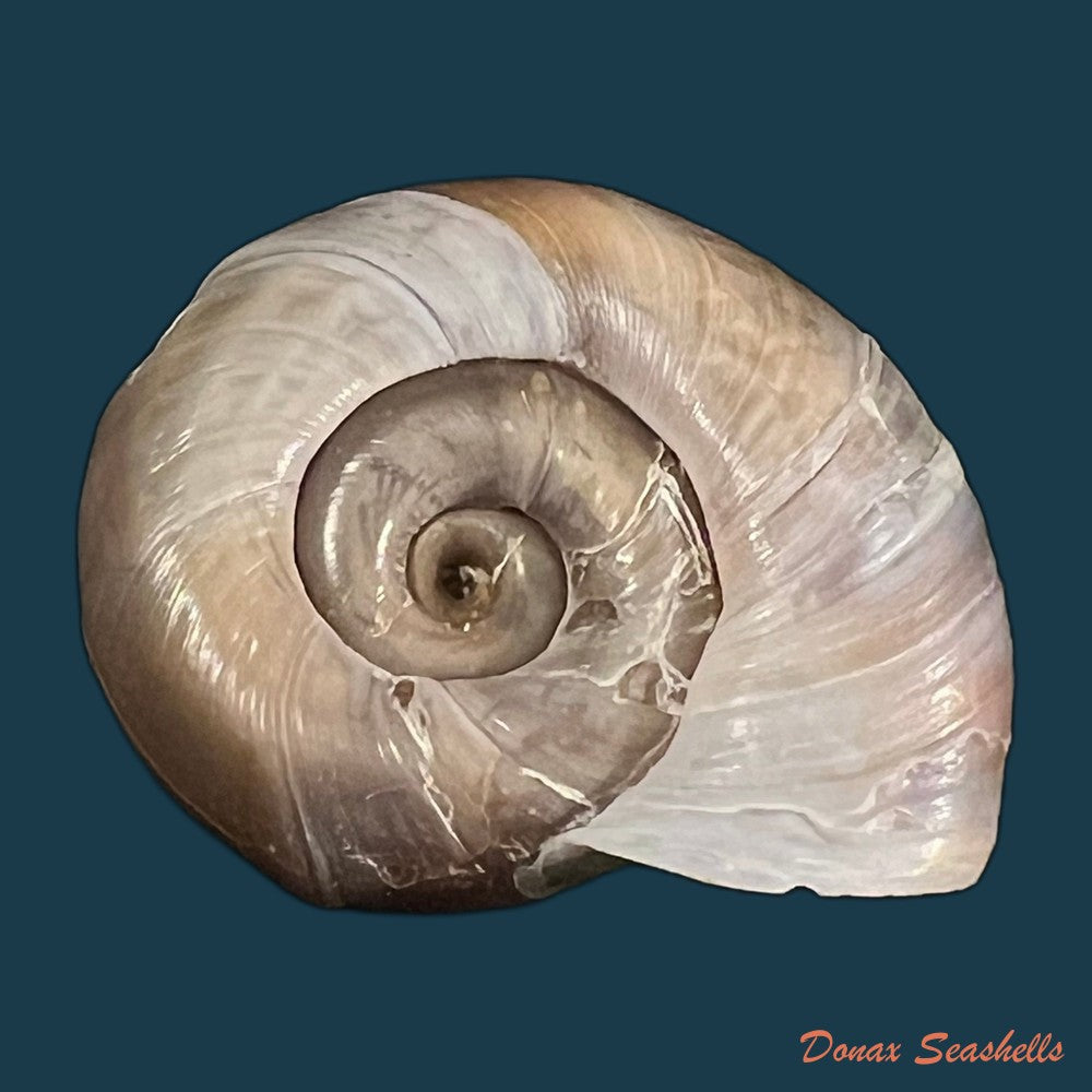 planorbarius-corneus-linnaeus-1758-36-8mm-copia