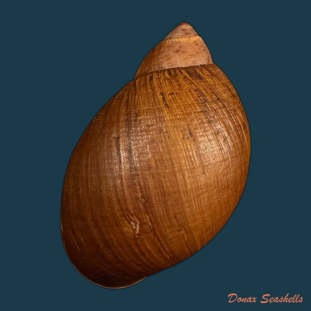 plekocheilus-coloratus-ampullaroides-mousson-1873-74-5mm-copia