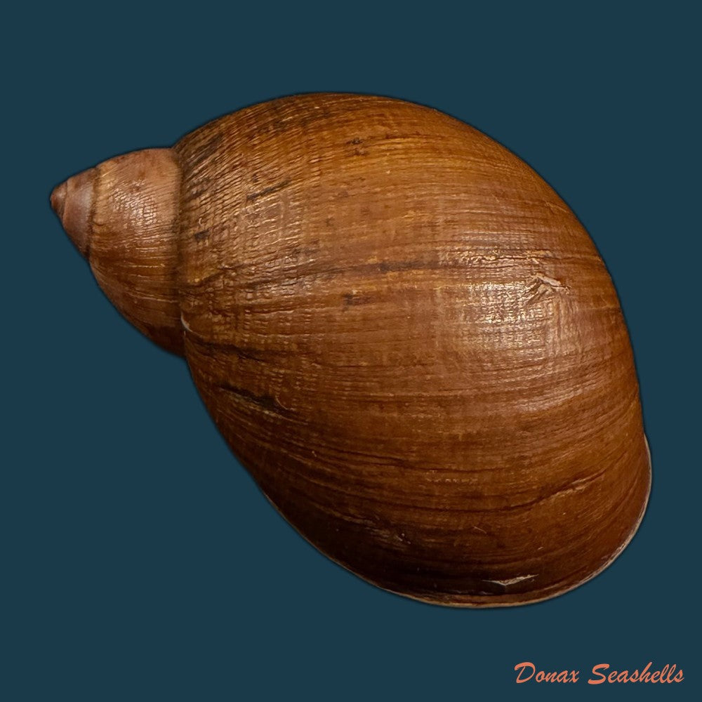 plekocheilus-coloratus-ampullaroides-mousson-1873-74-5mm-copia