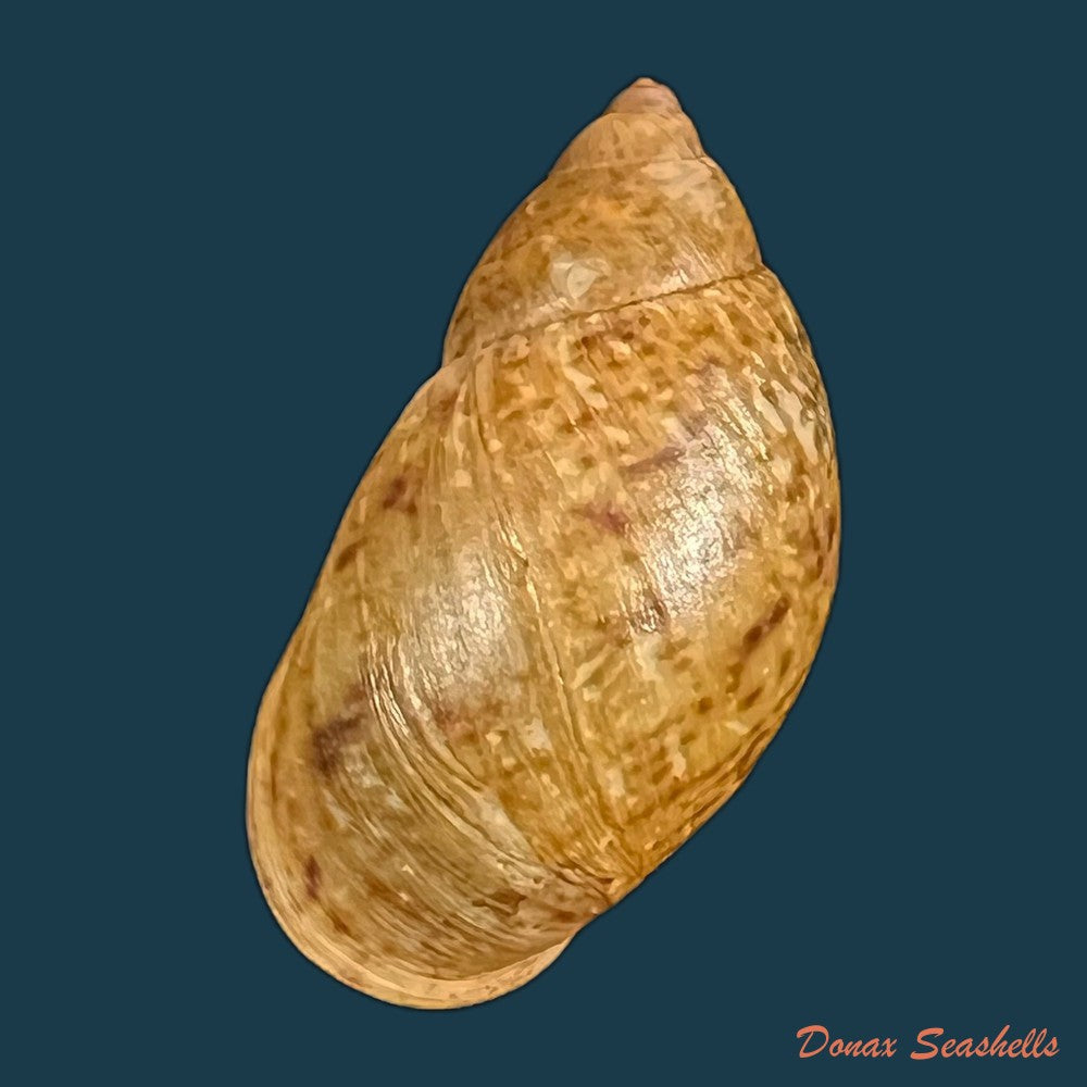 plekocheilus-lynciculus-deville-hupe-1850-49-9mm-copia-1