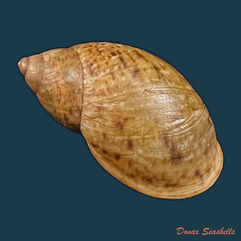 plekocheilus-lynciculus-deville-hupe-1850-49-9mm-copia-1