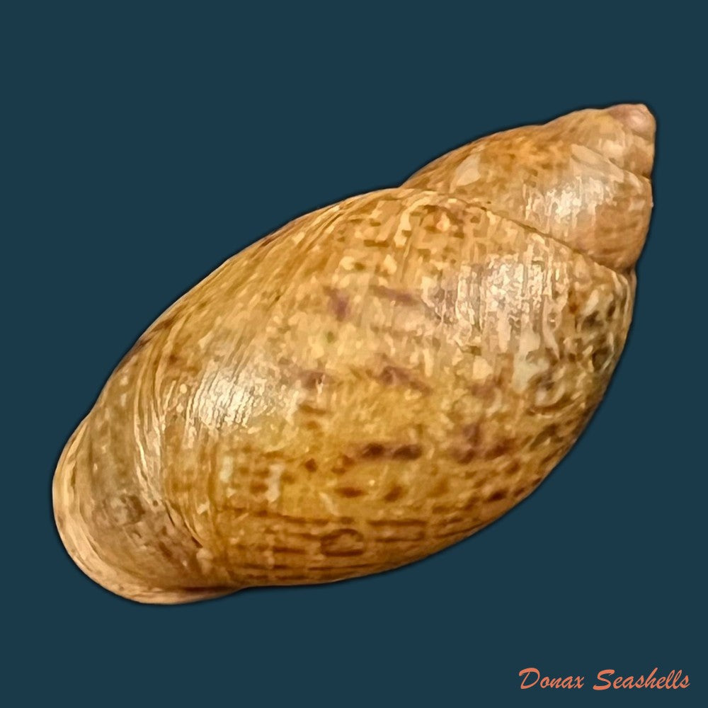 plekocheilus-lynciculus-deville-hupe-1850-49-9mm-copia-1