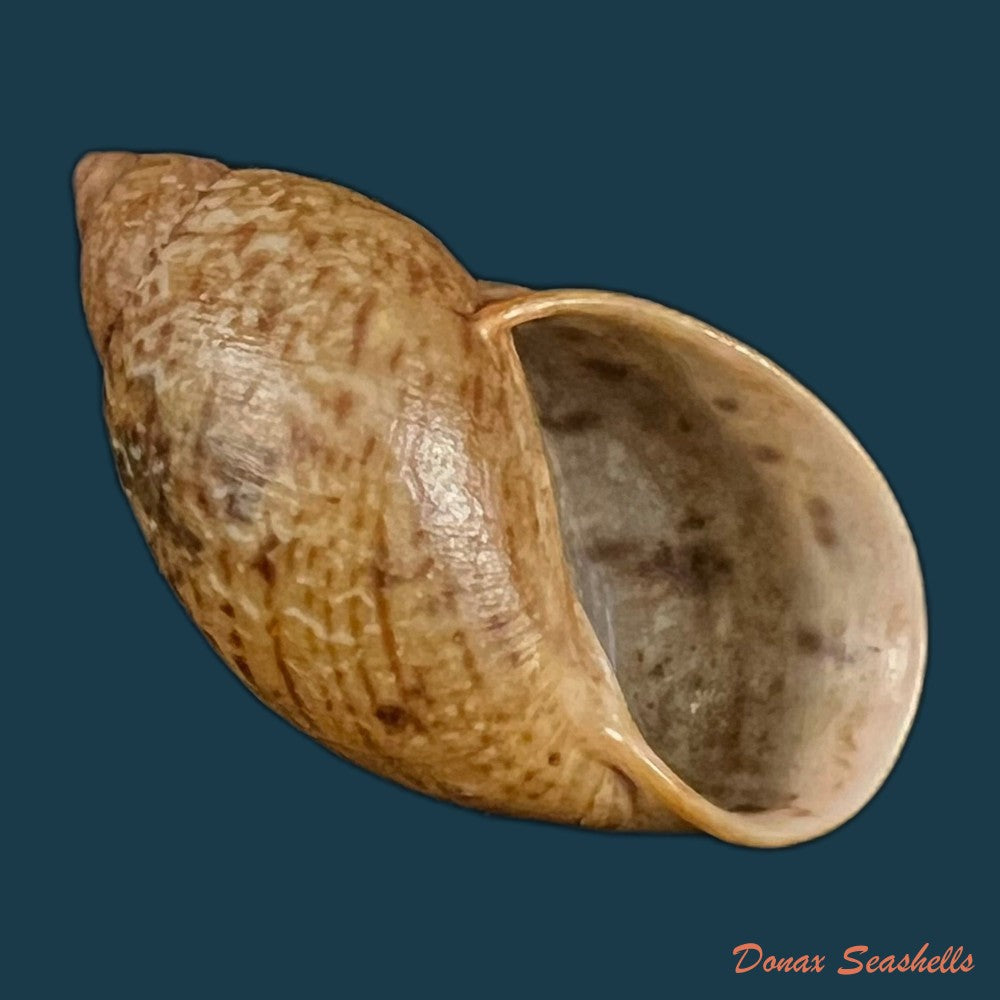 plekocheilus-lynciculus-deville-hupe-1850-49-9mm-copia-1
