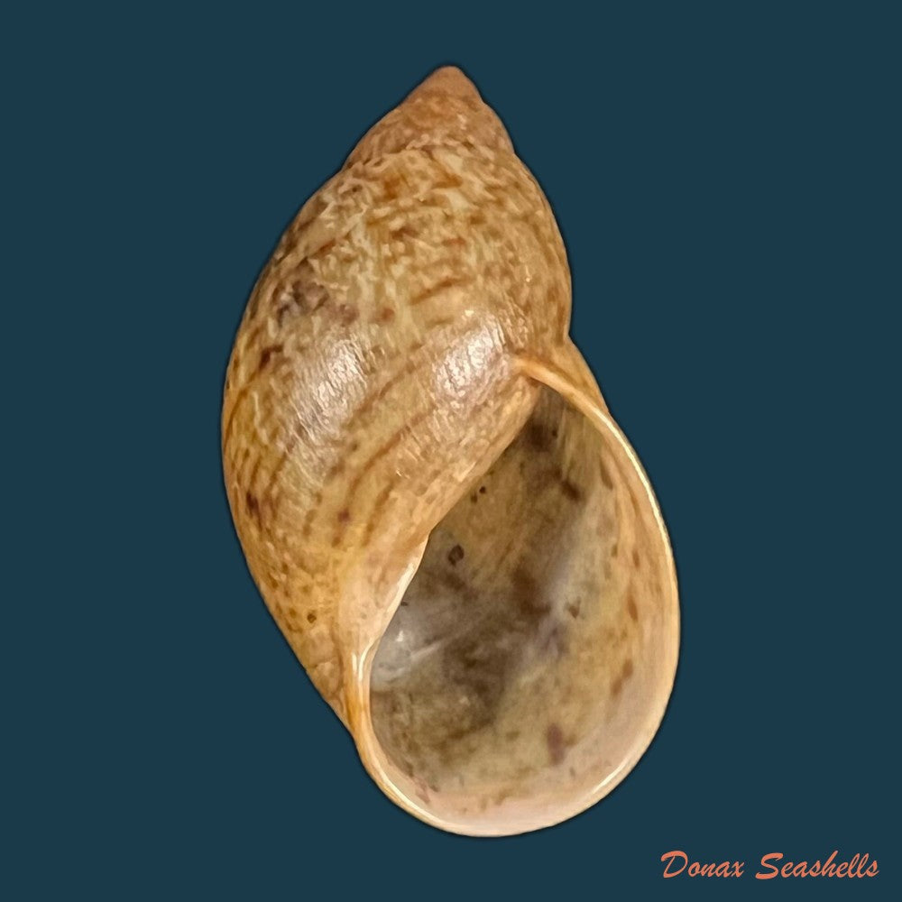 plekocheilus-lynciculus-deville-hupe-1850-49-9mm-copia-1