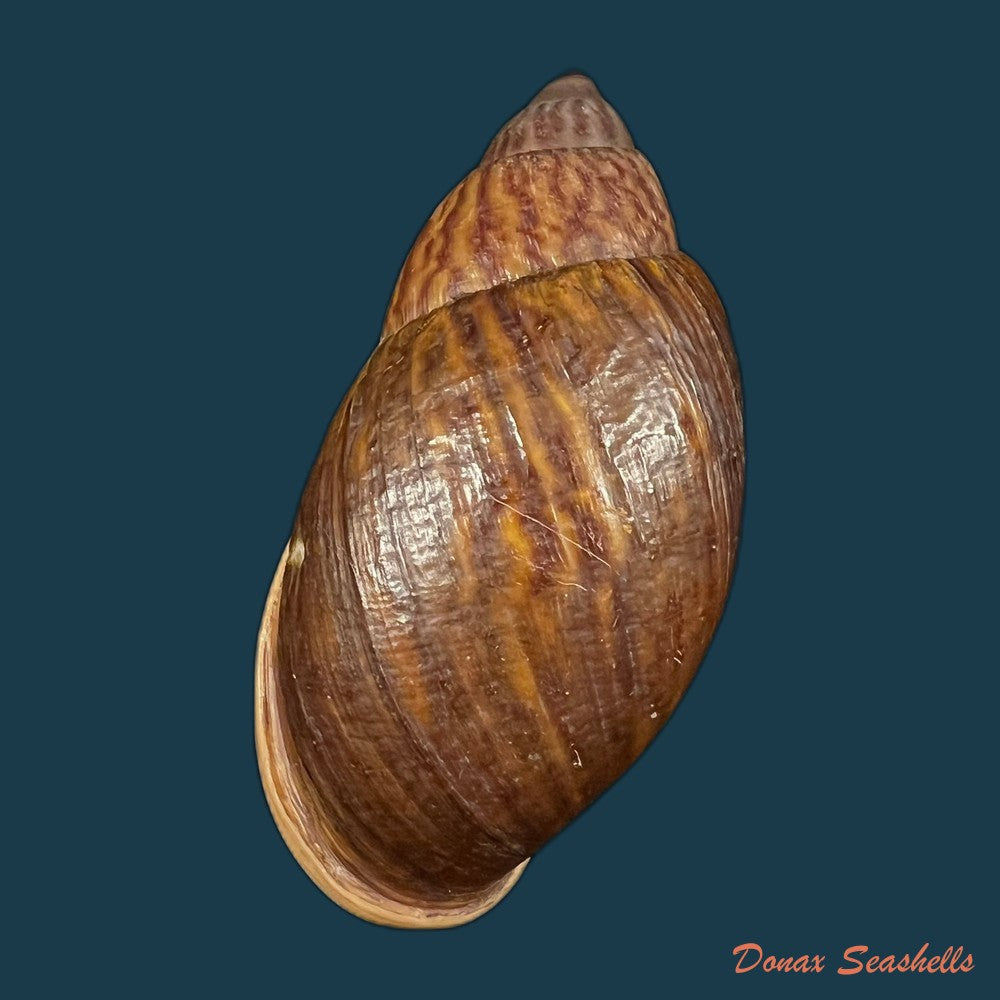 plekocheilus-lynciculus-deville-hupe-1850-49-9mm-copia