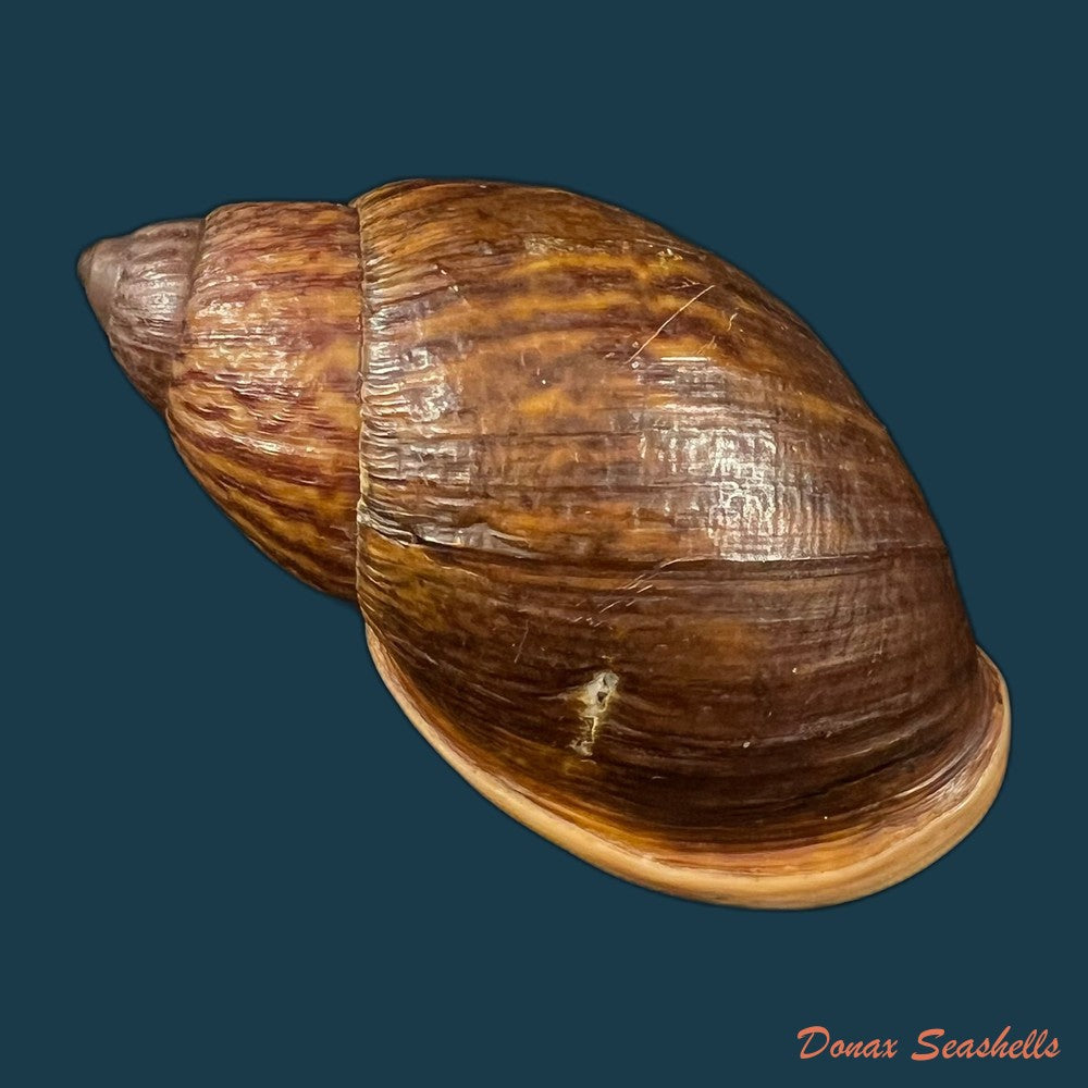 plekocheilus-lynciculus-deville-hupe-1850-49-9mm-copia