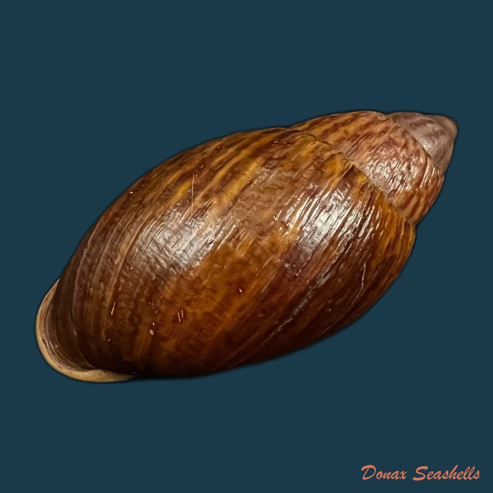 plekocheilus-lynciculus-deville-hupe-1850-49-9mm-copia
