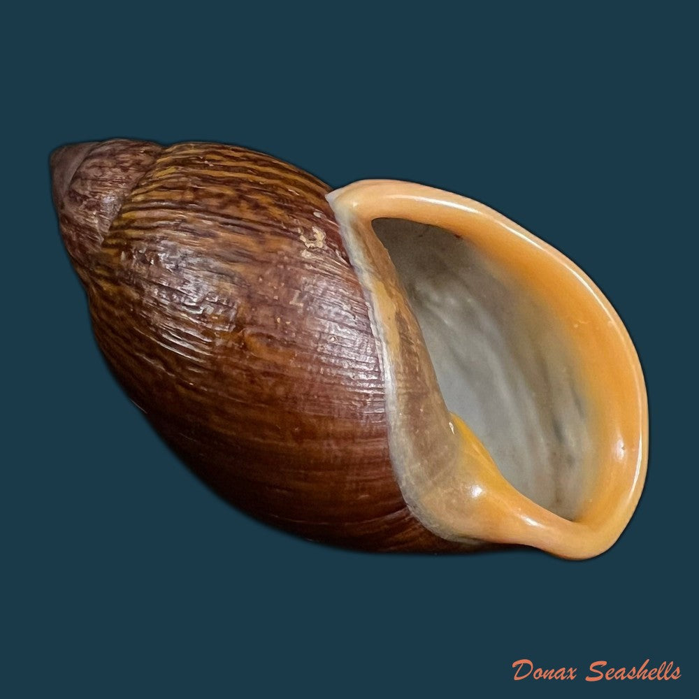plekocheilus-lynciculus-deville-hupe-1850-49-9mm-copia