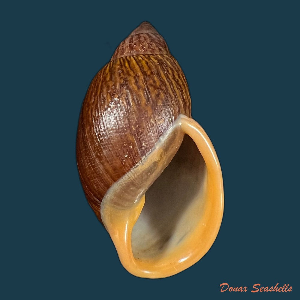 plekocheilus-lynciculus-deville-hupe-1850-49-9mm-copia