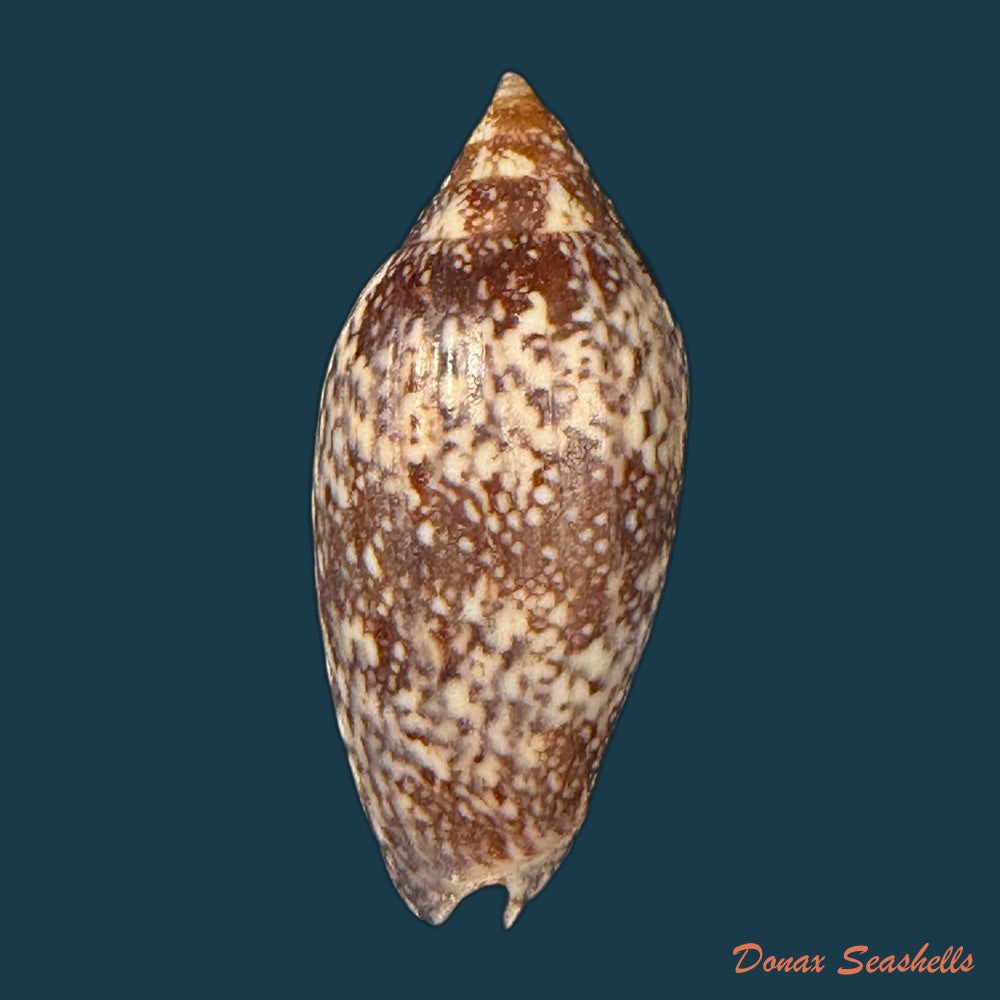 plicoliva-zelindae-petuch-1979-38-9mm-copia