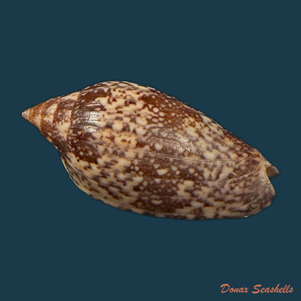 plicoliva-zelindae-petuch-1979-38-9mm-copia