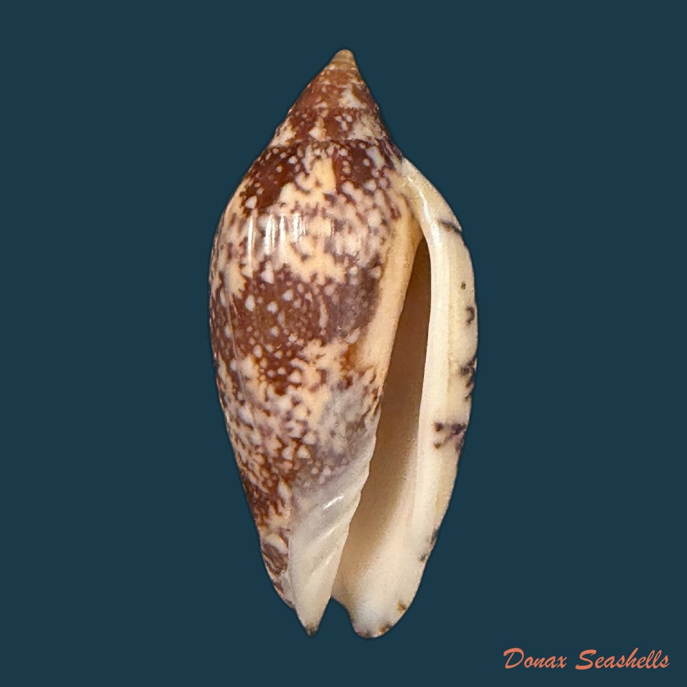 plicoliva-zelindae-petuch-1979-38-9mm-copia