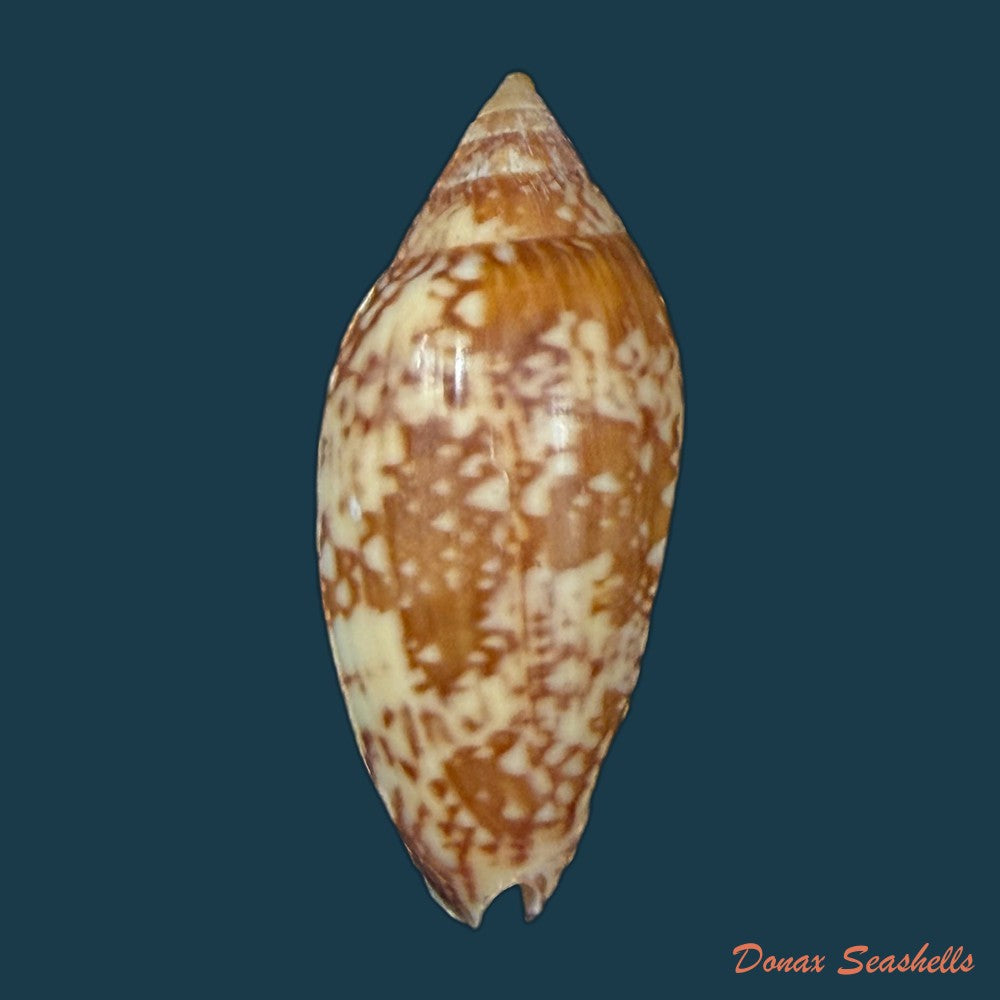 plicoliva-zelindae-petuch-1979-39-9mm-copia-1