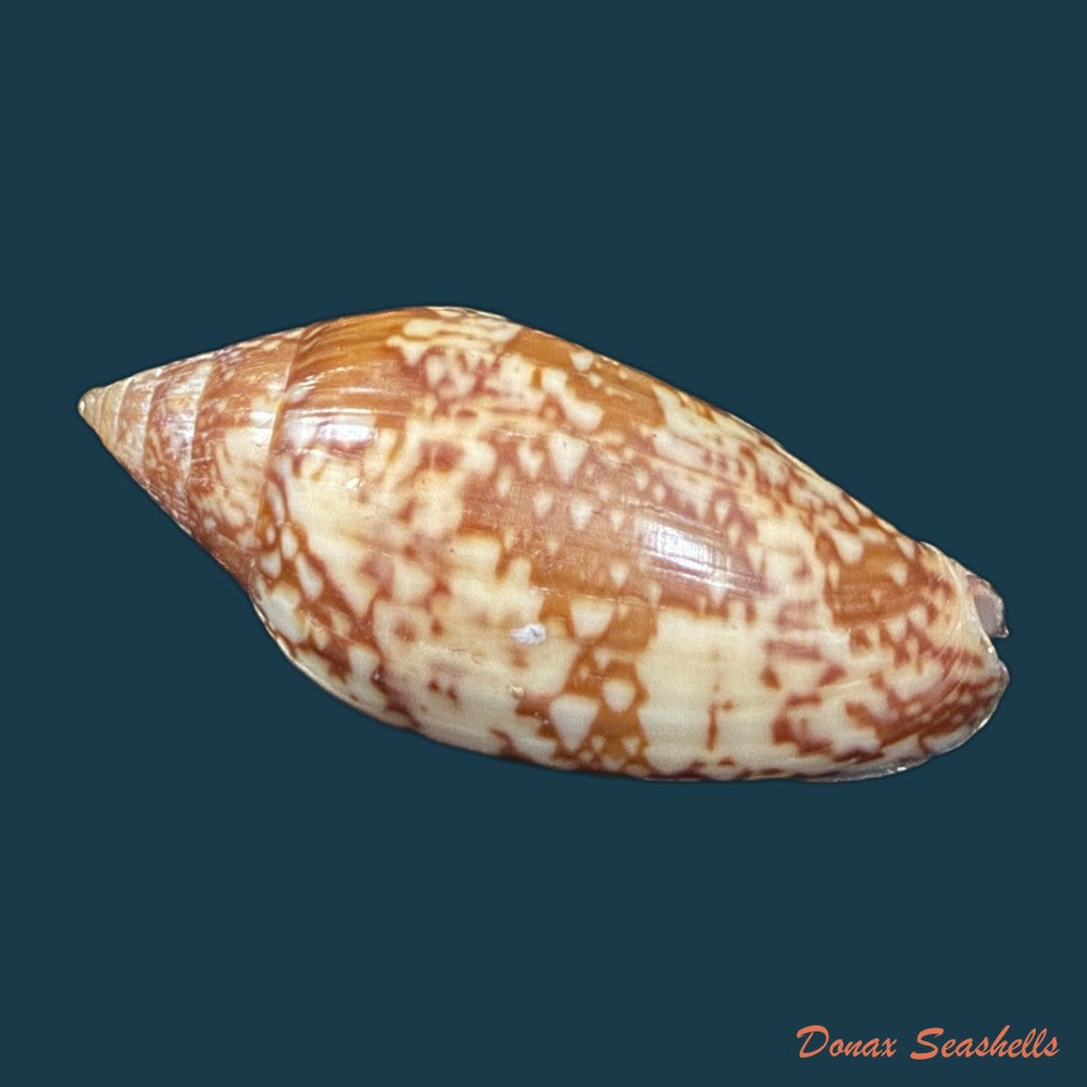 plicoliva-zelindae-petuch-1979-39-9mm-copia-1