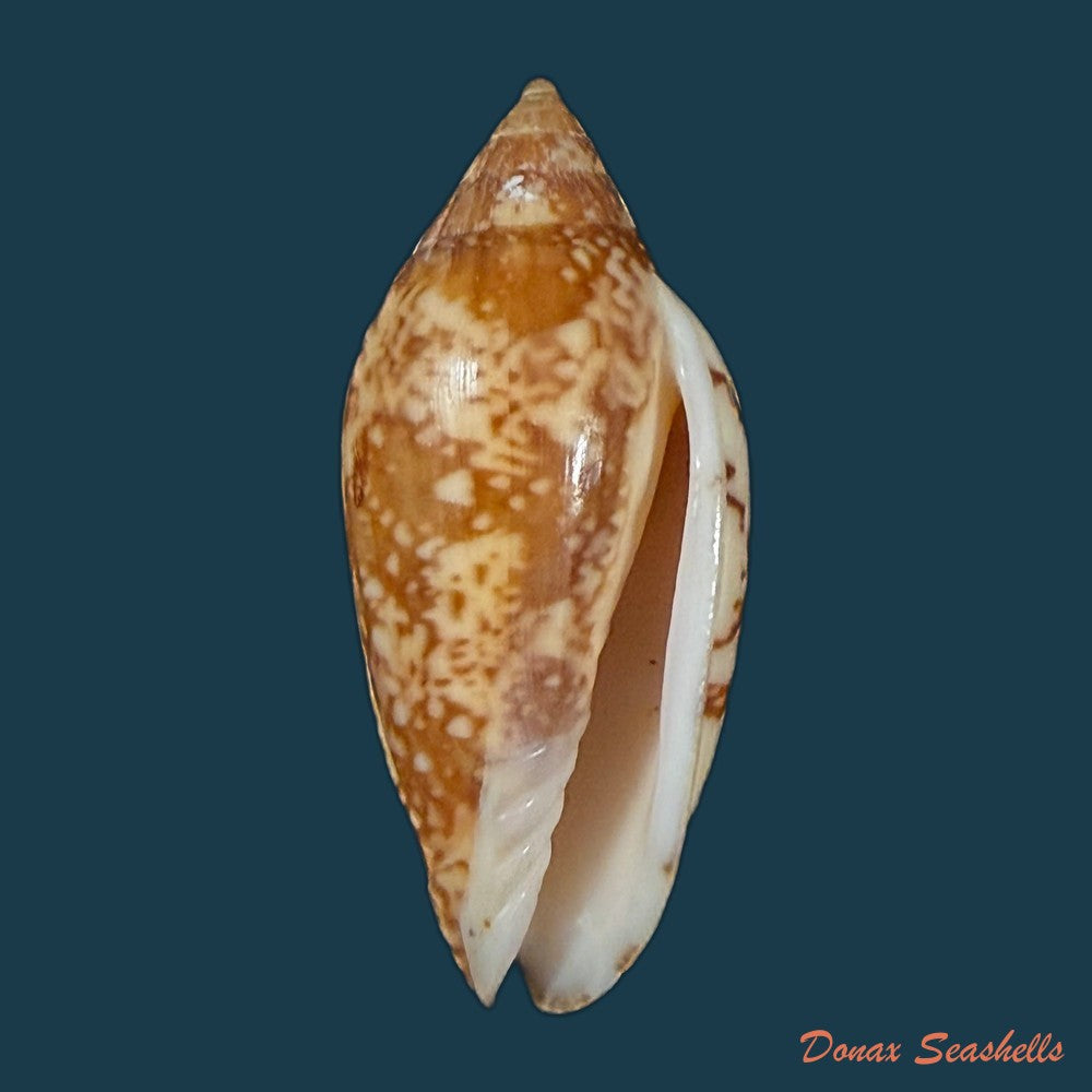 plicoliva-zelindae-petuch-1979-39-9mm-copia-1