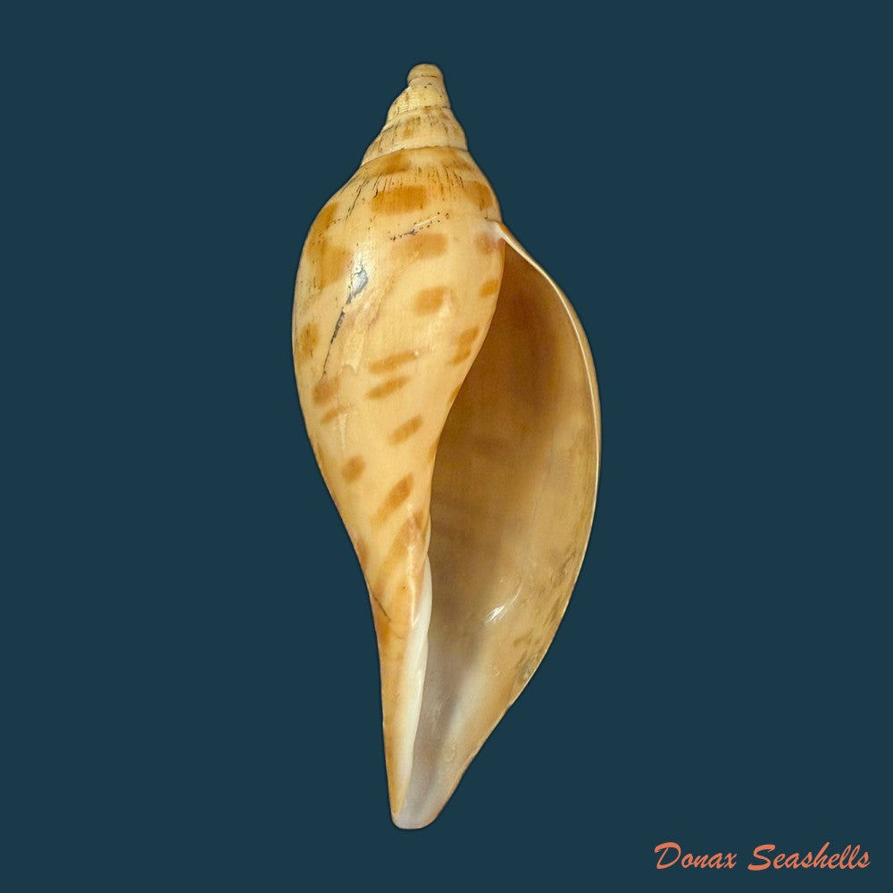 plicoliva-zelindae-petuch-1979-39-9mm-copia
