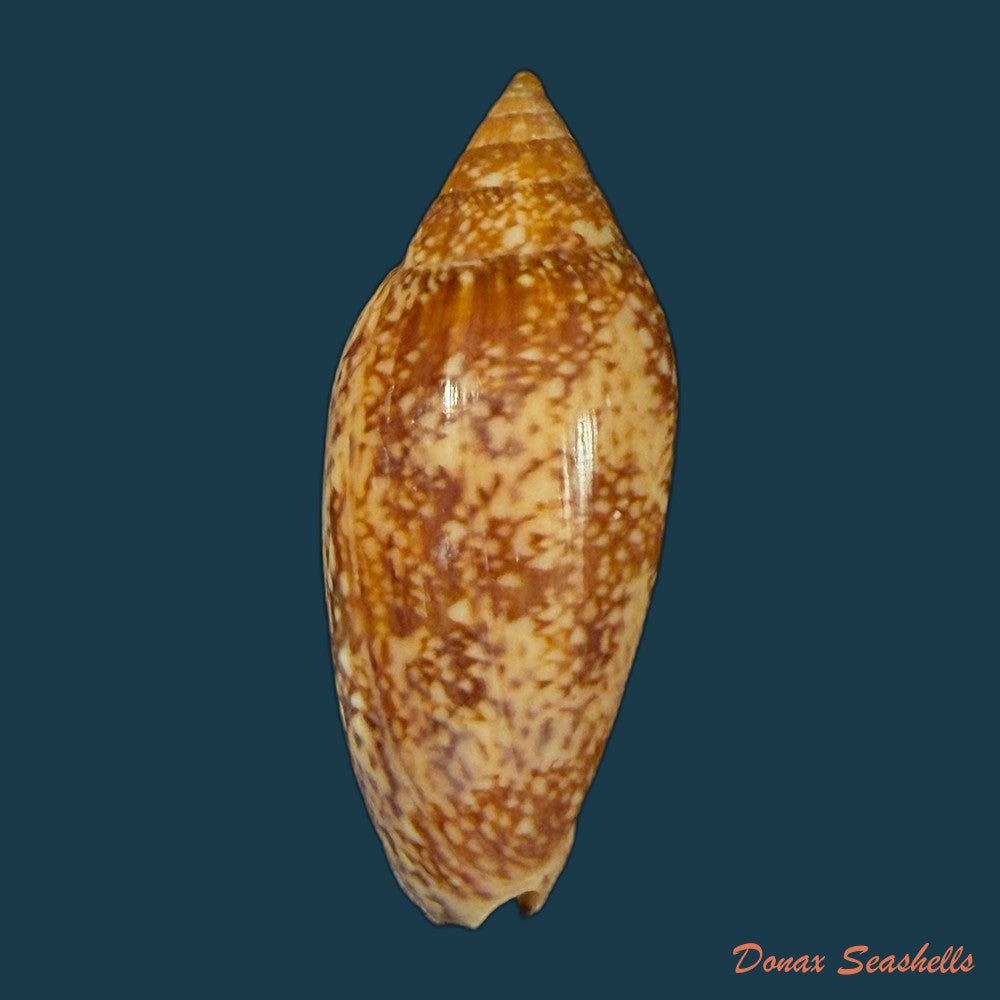 plicoliva-zelindae-petuch-1979-46-5mm-copia