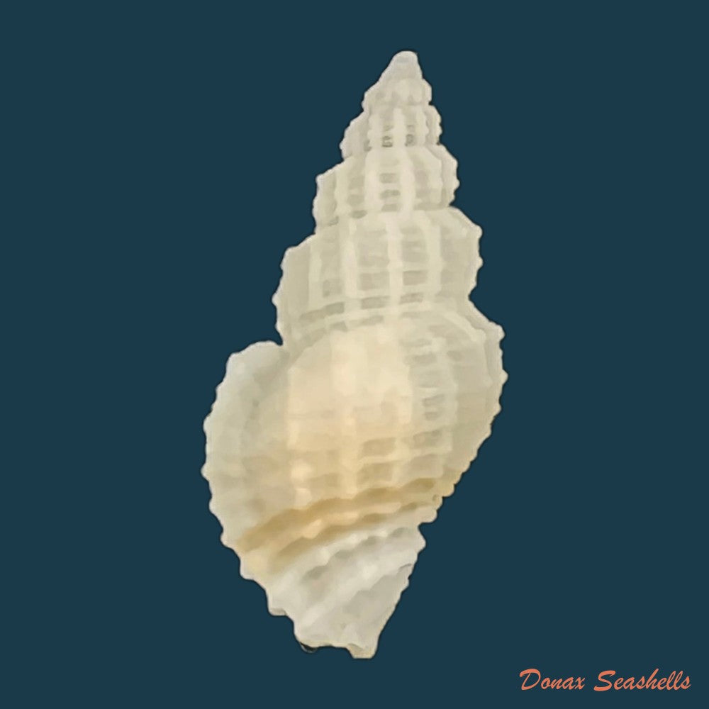 pollia-undosa-linnaeus-1758-28-3mm-copia