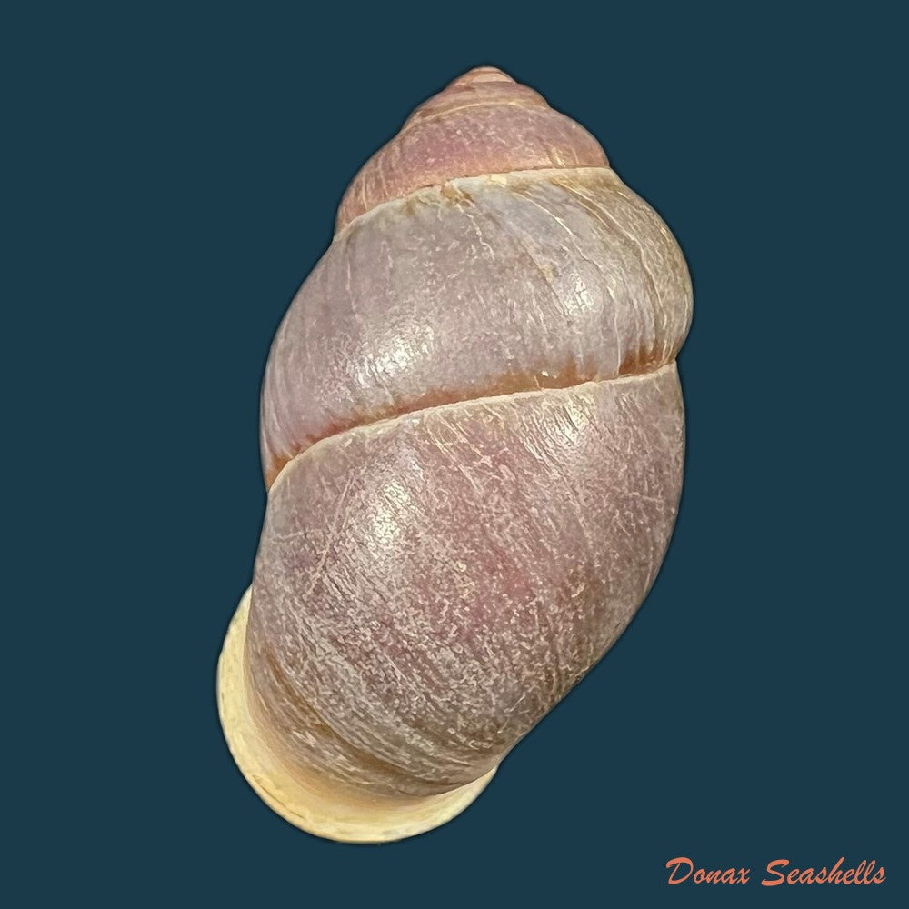 pollicaria-rochebruni-mabille-1887-32-7mm-copia