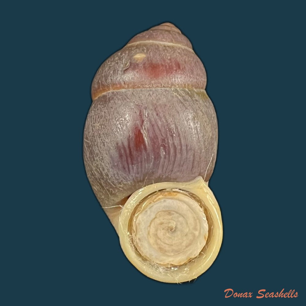 pollicaria-rochebruni-mabille-1887-32-7mm-copia