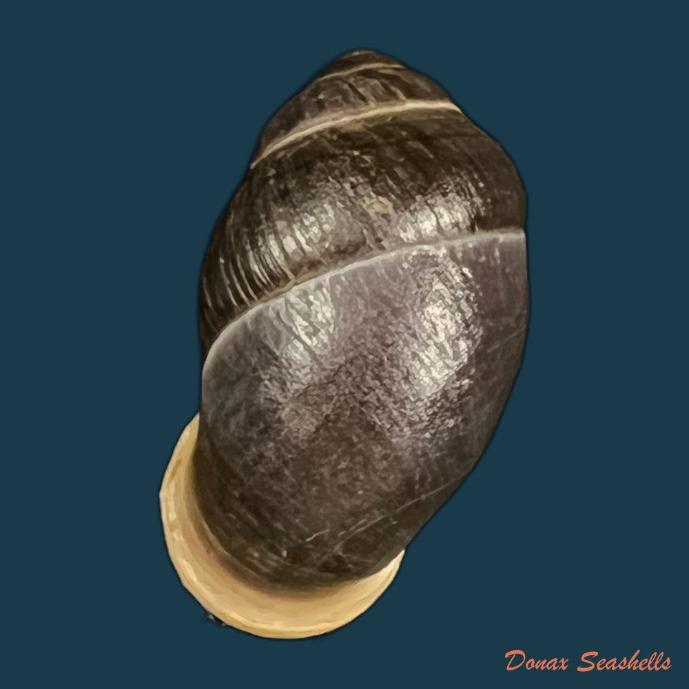 pollicaria-rochebruni-mabille-1887-34-1mm-copia
