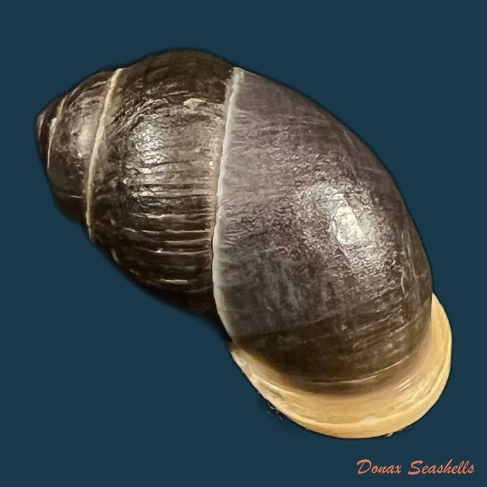 pollicaria-rochebruni-mabille-1887-34-1mm-copia