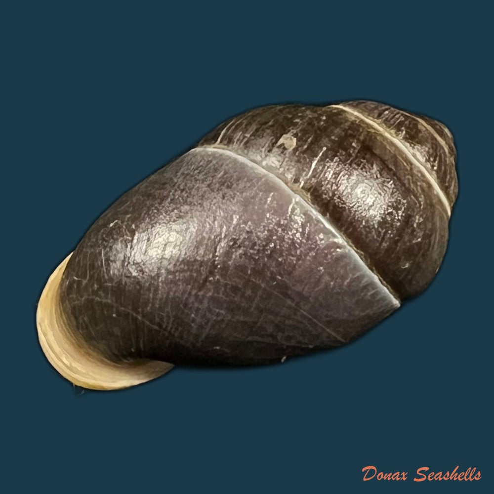 pollicaria-rochebruni-mabille-1887-34-1mm-copia