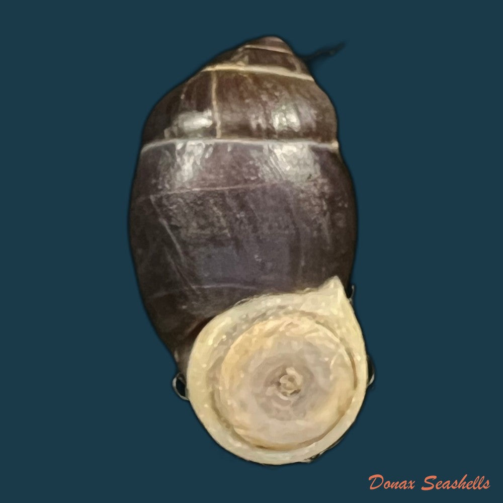 pollicaria-rochebruni-mabille-1887-34-1mm-copia