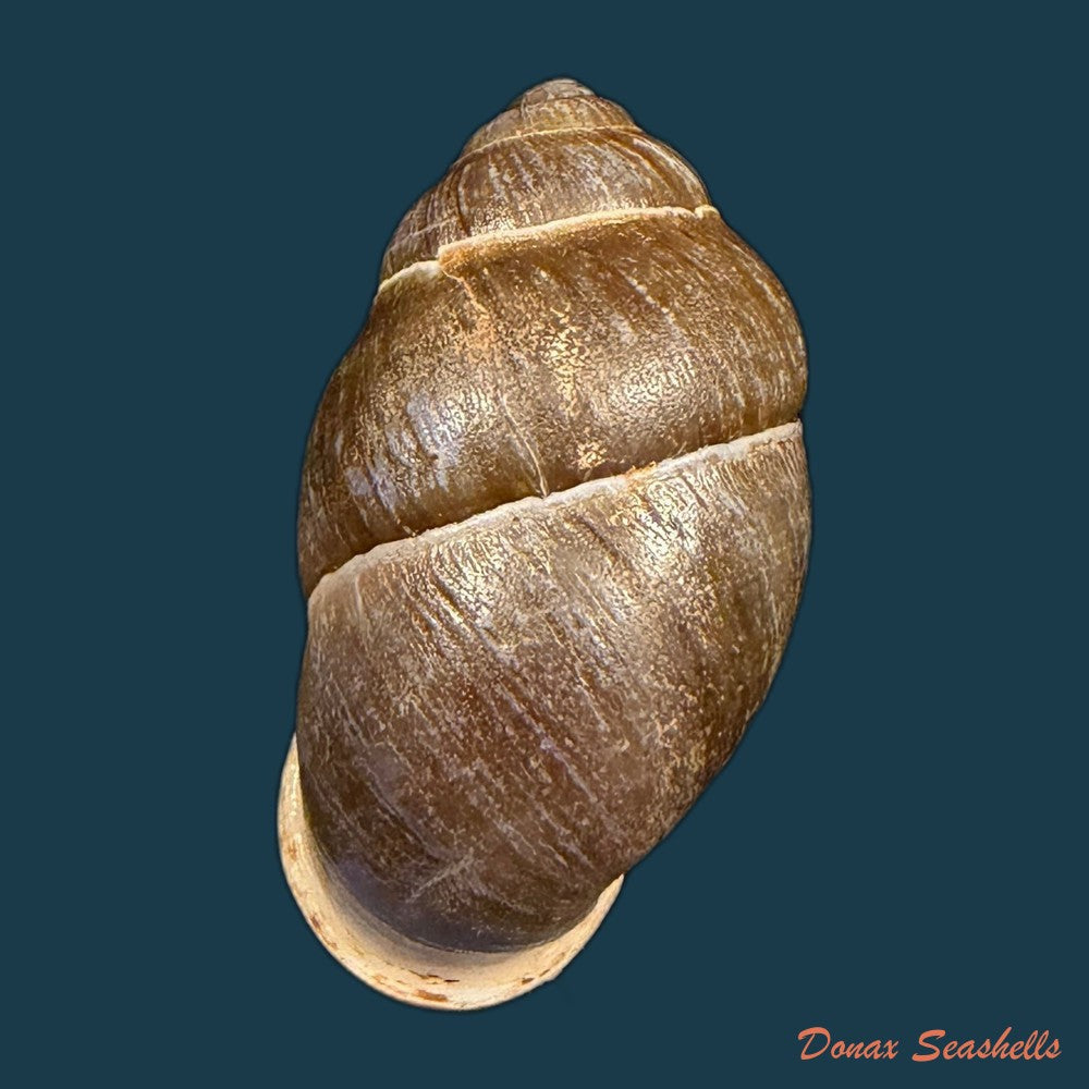 pollicaria-rochebruni-mabille-1887-36-3mm-copia