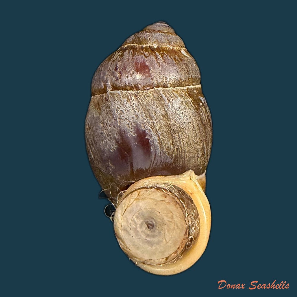 pollicaria-rochebruni-mabille-1887-36-3mm-copia