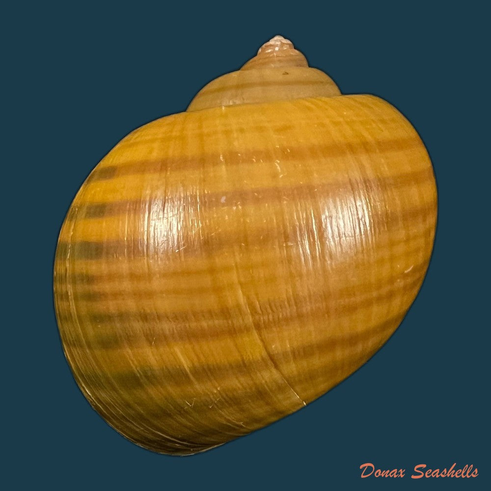 pomacea-erythrostoma-reeve-1856-71-3mm-copia-1