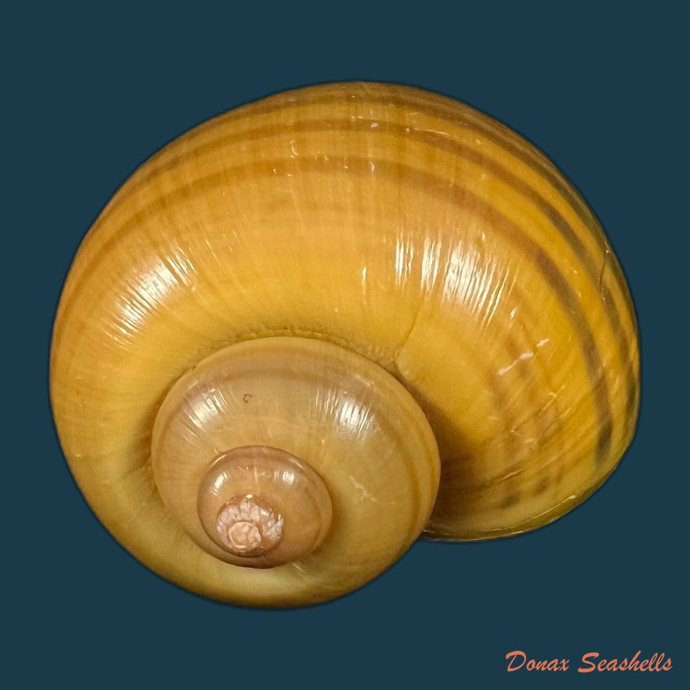 pomacea-erythrostoma-reeve-1856-71-3mm-copia-1