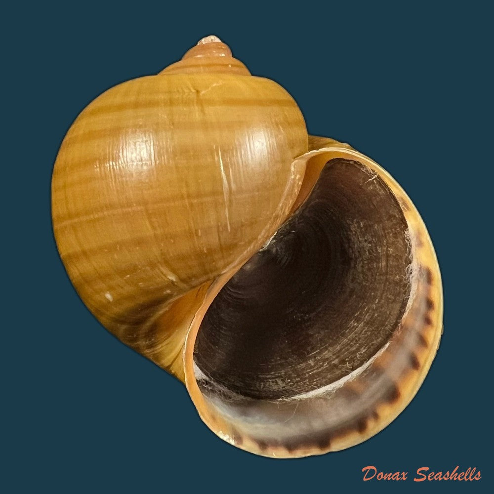 pomacea-erythrostoma-reeve-1856-71-3mm-copia-1