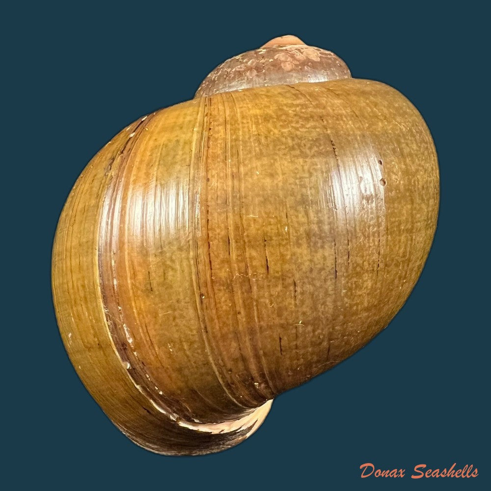 pomacea-erythrostoma-reeve-1856-71-3mm-copia