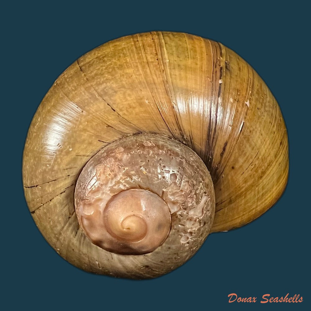 pomacea-erythrostoma-reeve-1856-71-3mm-copia