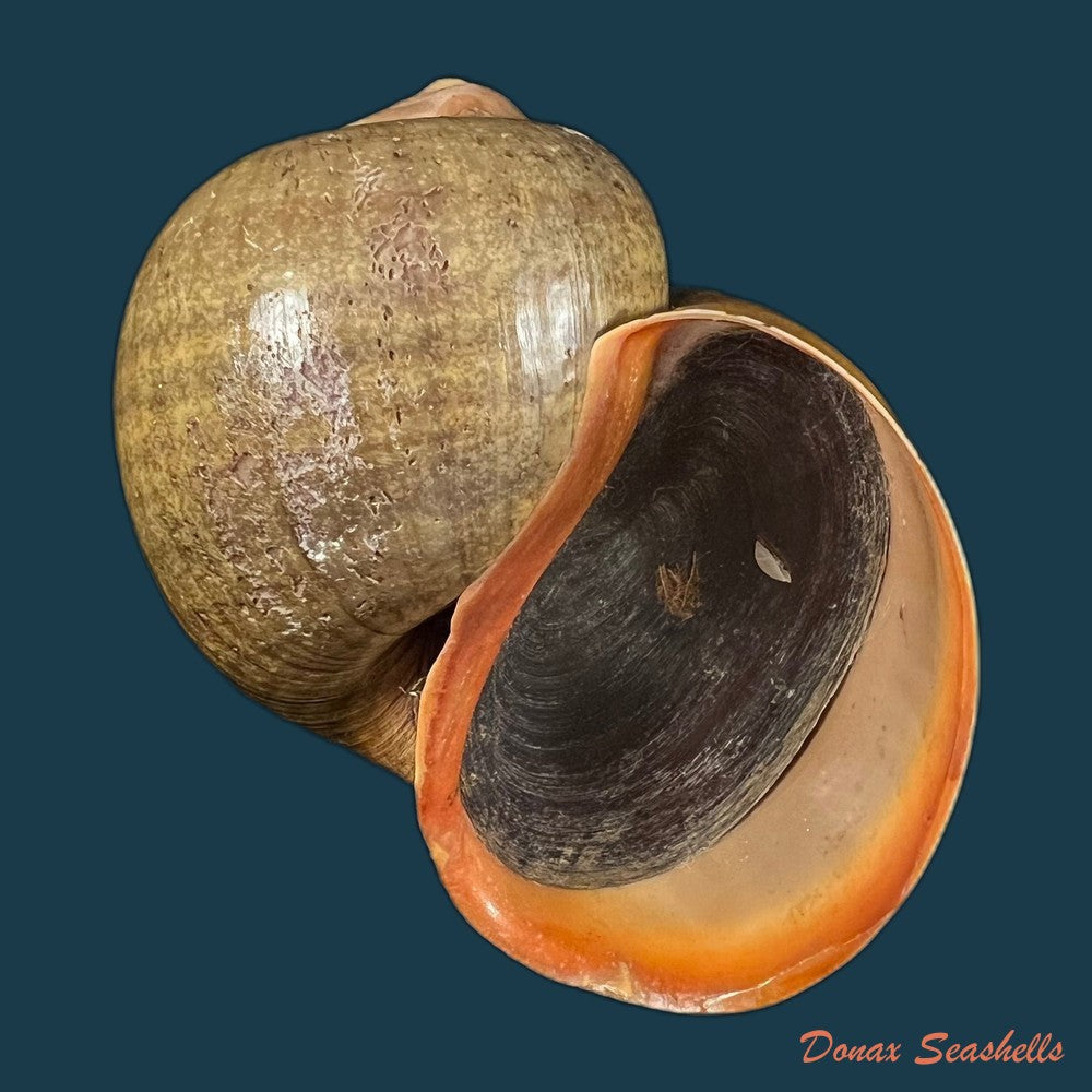 pomacea-erythrostoma-reeve-1856-71-3mm-copia