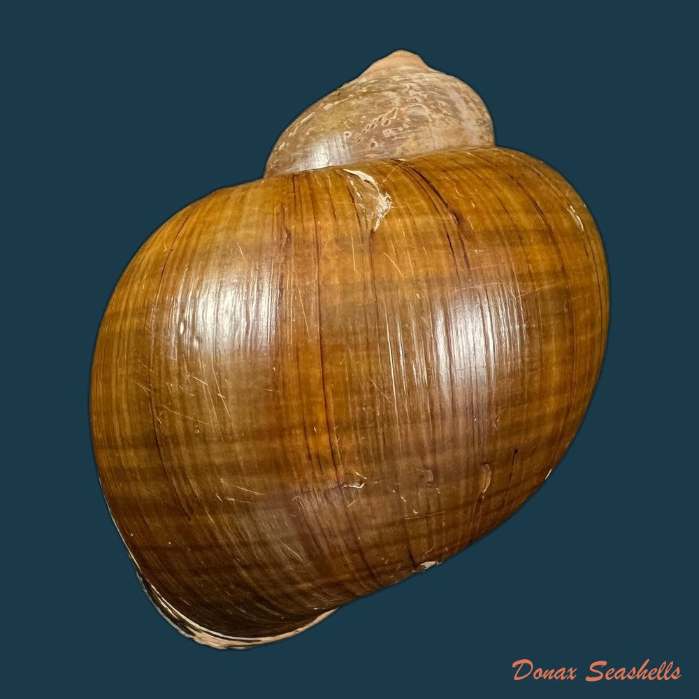 pomacea-erythrostoma-reeve-1856-71-8mm-copia