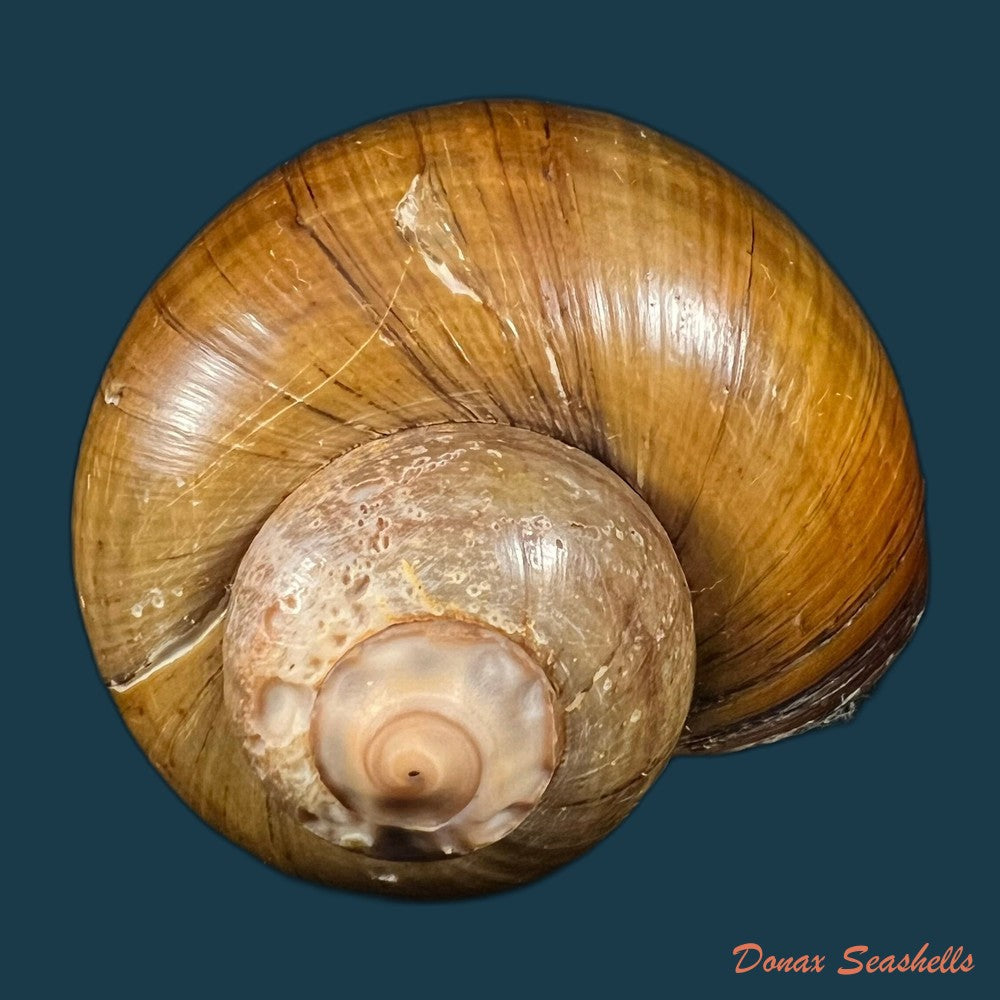 pomacea-erythrostoma-reeve-1856-71-8mm-copia