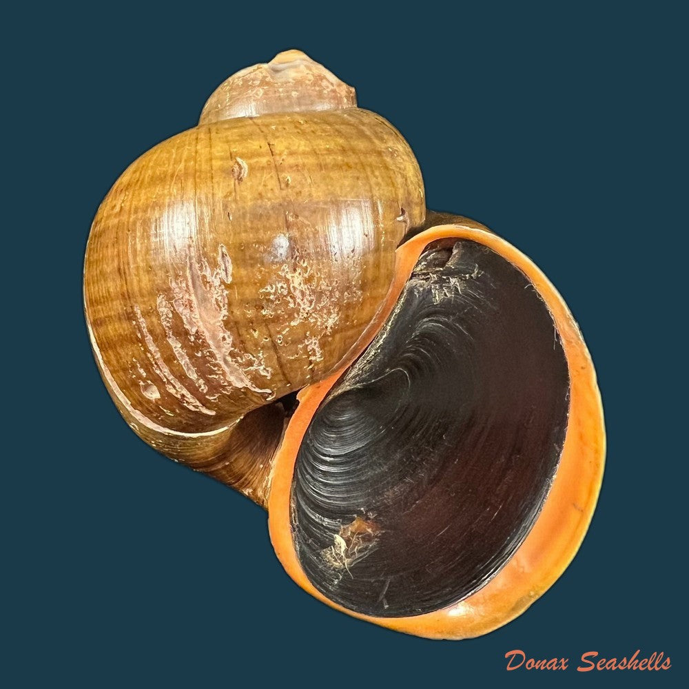 pomacea-erythrostoma-reeve-1856-71-8mm-copia